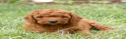 Miniature Labradoodle dogs for sale: Forrest  - Ad 3