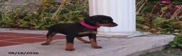 Miniature Pinscher dogs for sale: Biscuit - Ad 3