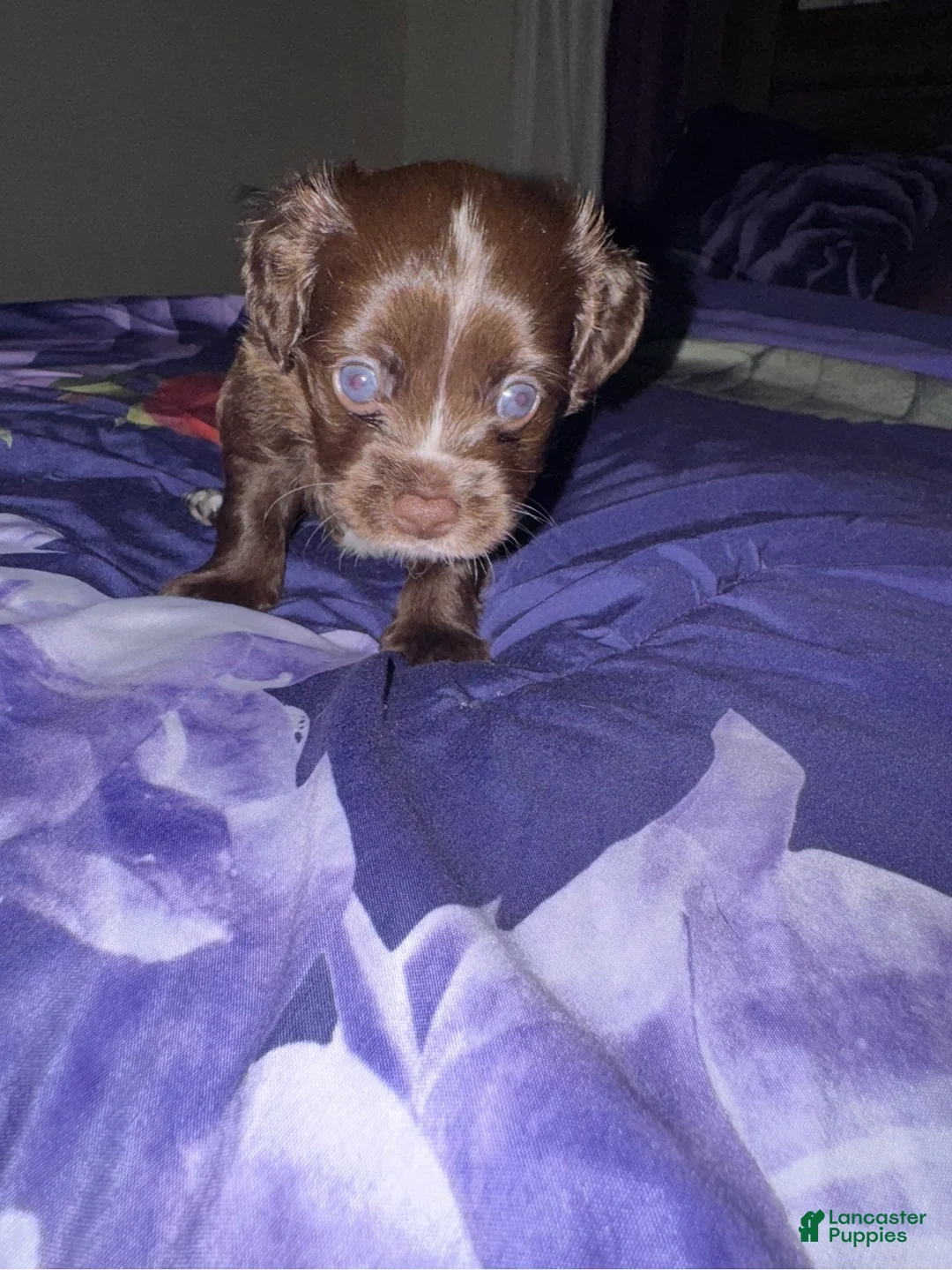 Chipoo dogs for sale: Chipoo 1 - Ad 4