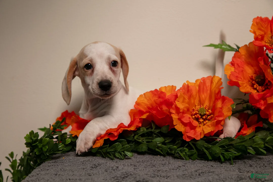 Miniature Dachshund dogs for sale: Petunia - Ad 3