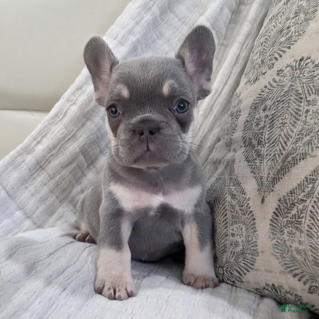 Merle French Grey Frenchie Puppy For Sale French Bulldog Puppies