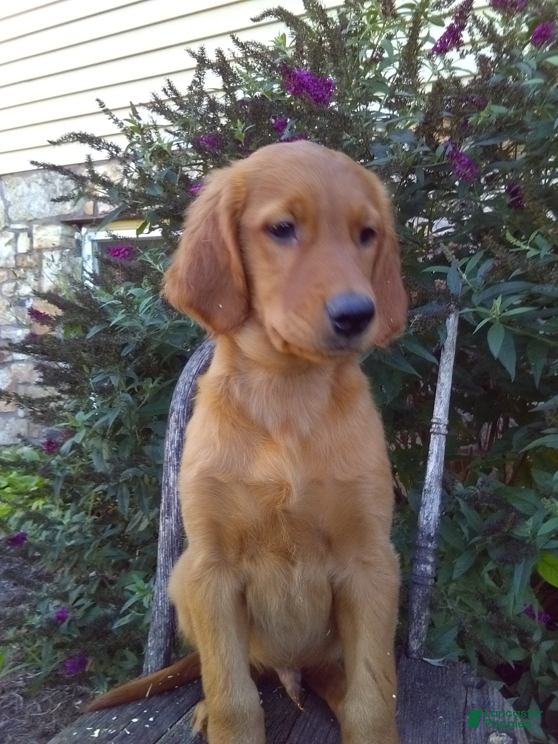 Mixed Breed dogs for sale: Whistler - Ad 3