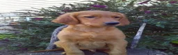 Mixed Breed dogs for sale: Whistler - Ad 1