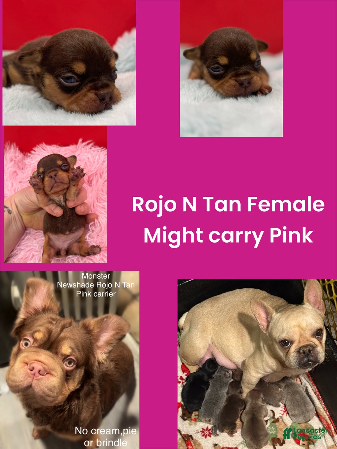 French Bulldog dogs for sale: French Bulldog Puppy 3 - Ad 1