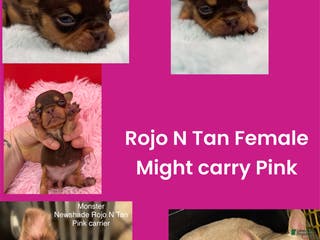 French Bulldog dogs French Bulldog Puppy 3 - Ad 15