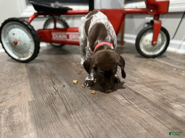 German Shorthaired Pointer dogs Miley - Ad 1