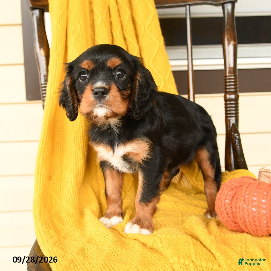 Cavalier King Charles Spaniel dogs Poe  - Ad 2