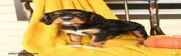Cavalier King Charles Spaniel dogs for sale: Poe  - Ad 2