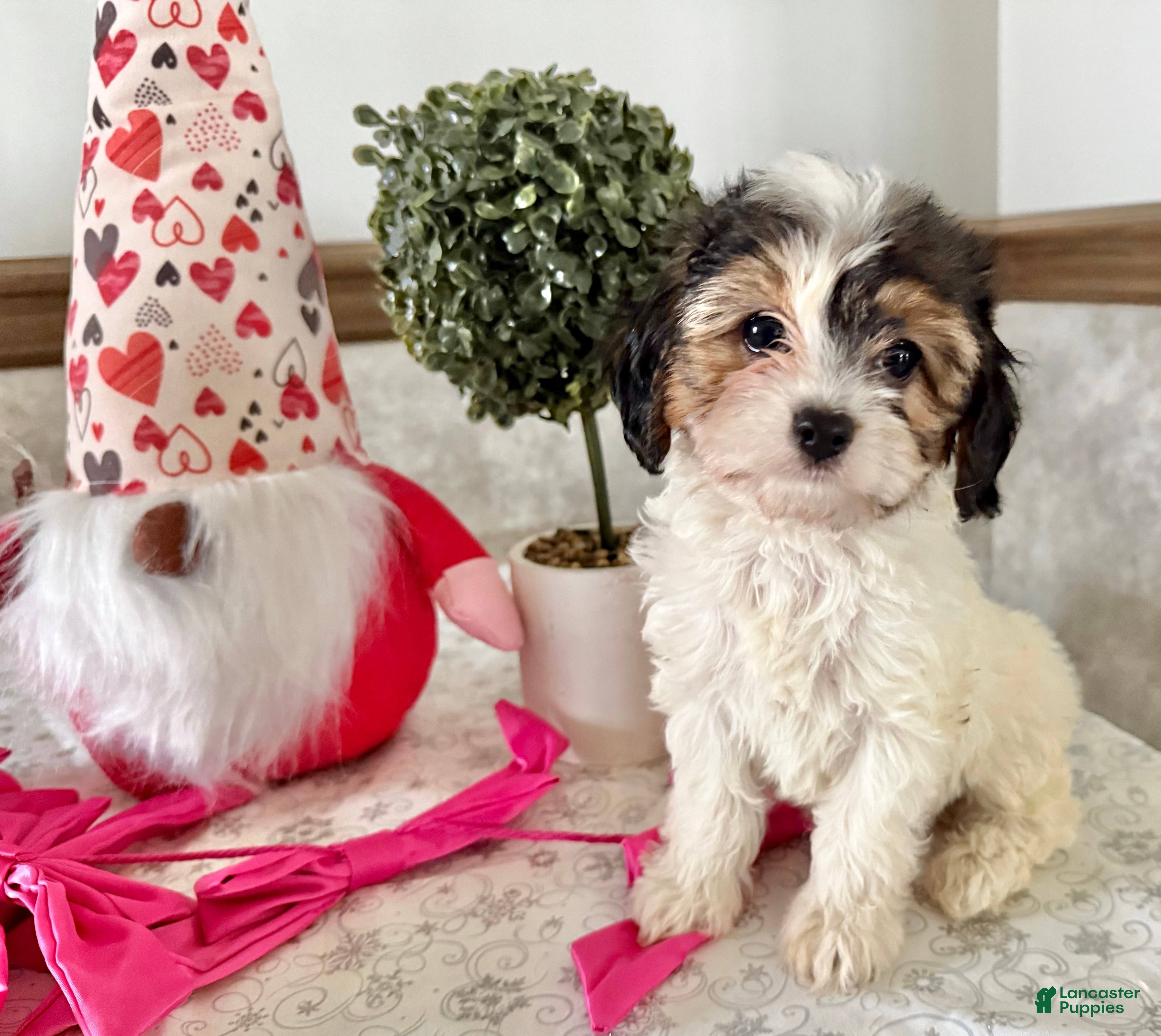 Cavapoo dogs Charm - Ad 10