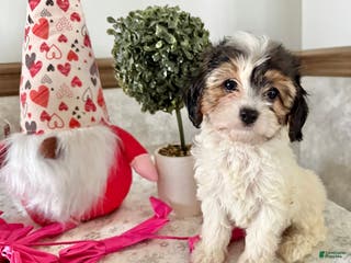 Cavapoo dogs Charm - Ad 23