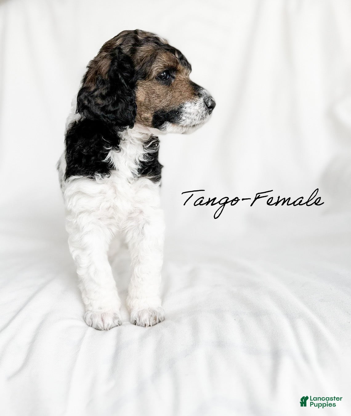 Standard Poodle dogs Tango - Ad 1