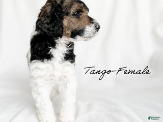 Standard Poodle dogs Tango - Ad 1