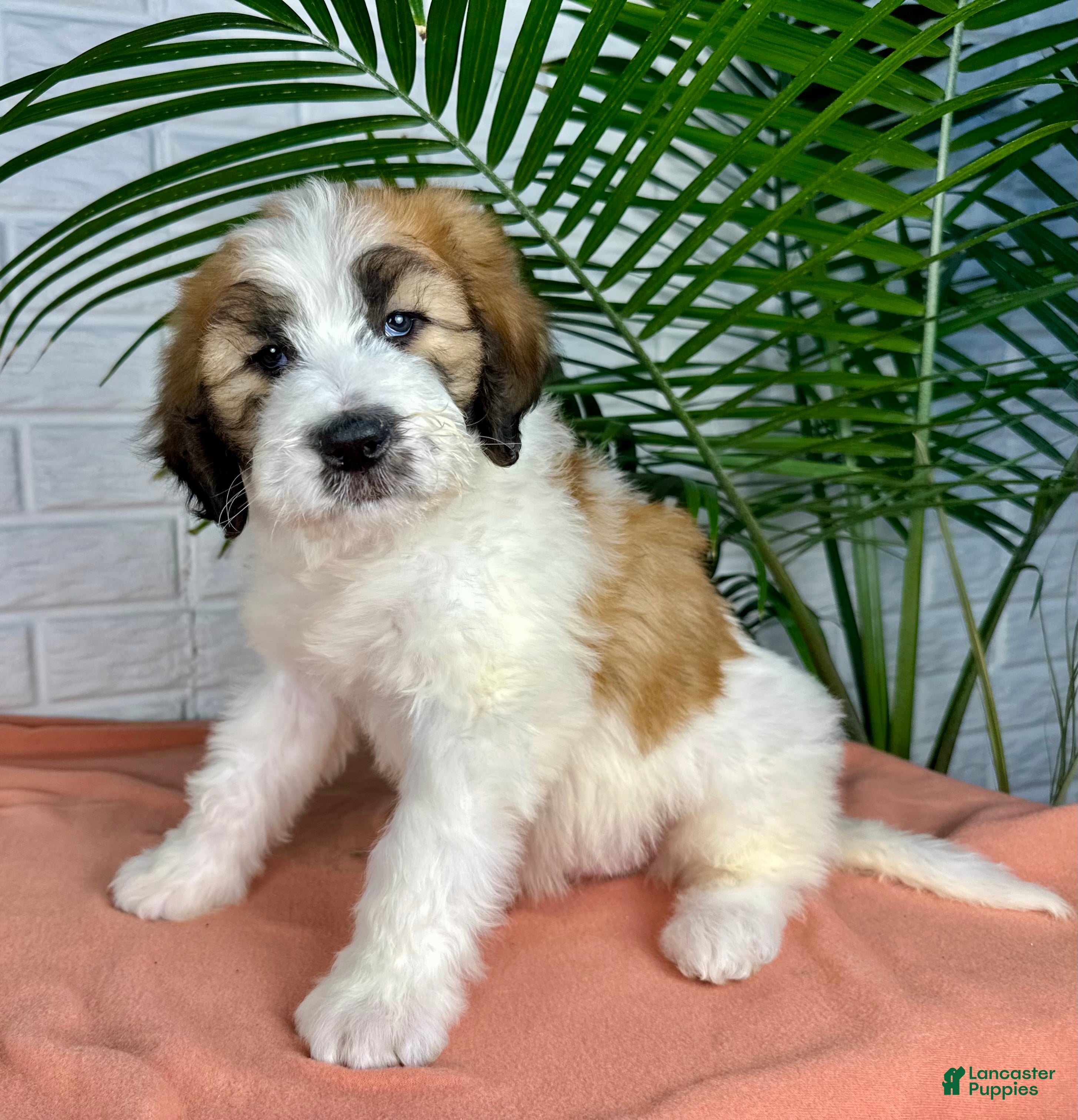 Saint Berdoodles dogs Sasha - Ad 1