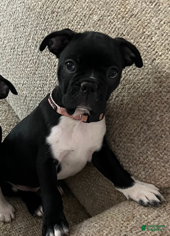 Boston Terrier dogs Boston Terrier 5 - Ad 13