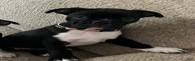 Boston Terrier 5