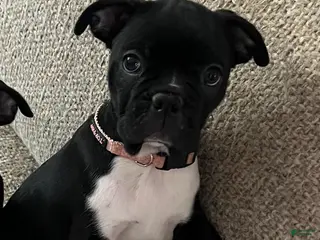 Boston Terrier dogs Boston Terrier 5 - Ad 13