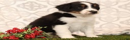 Miniature Australian Shepherd dogs for sale: Ryder - Ad 5