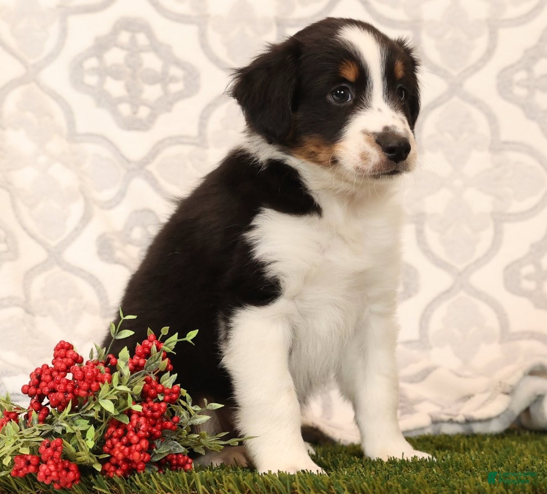 Miniature Australian Shepherd dogs for sale: Ryder - Ad 5