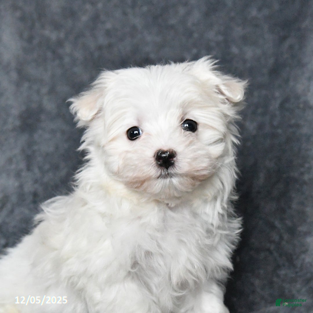 Maltese dogs for sale: Jack  - Ad 2