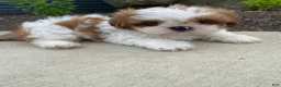 Shih Tzu dogs for sale: Timmy - Ad 11