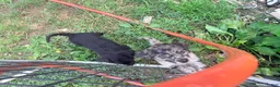Mixed Breed dogs for sale: Mixed Breed 6 - Ad 8
