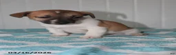 Jack Russell Terrier dogs for sale: Teddy - Ad 3