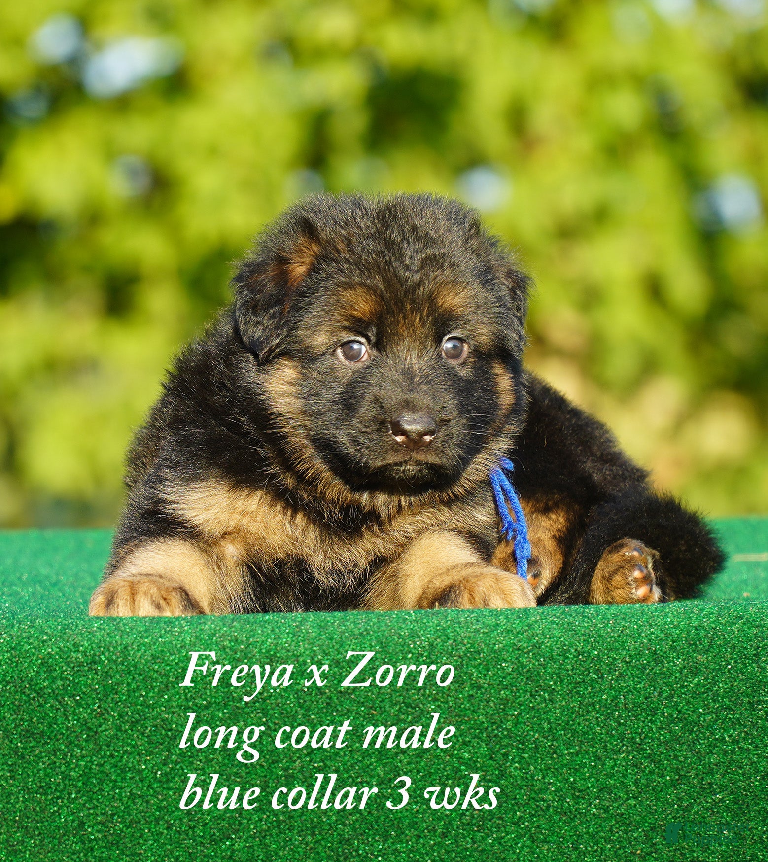 German Shepherd dogs German Shepherd blue collar - Ad 8