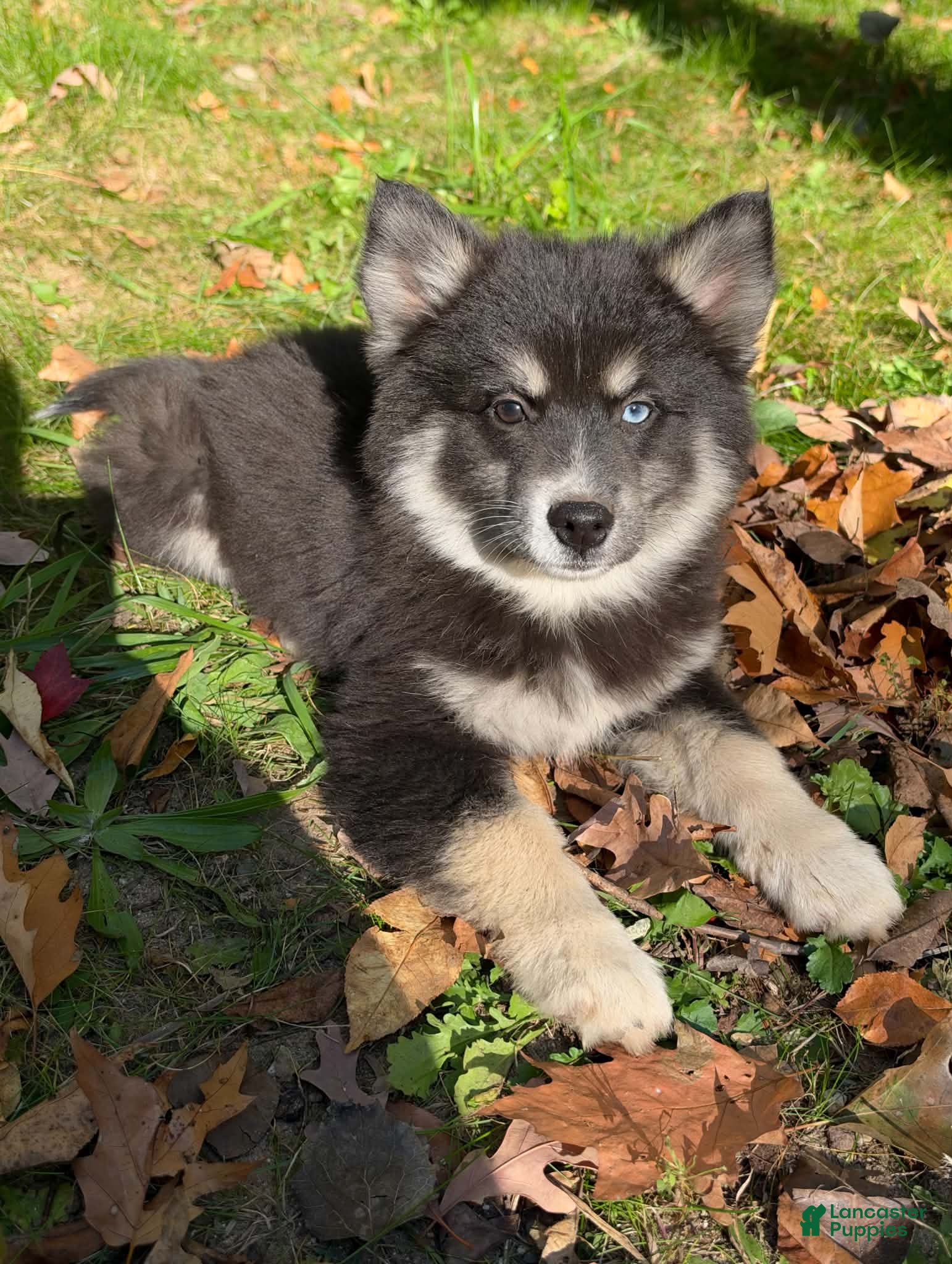 Mixed Breed dogs Stormy - Ad 2