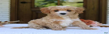 Jet 