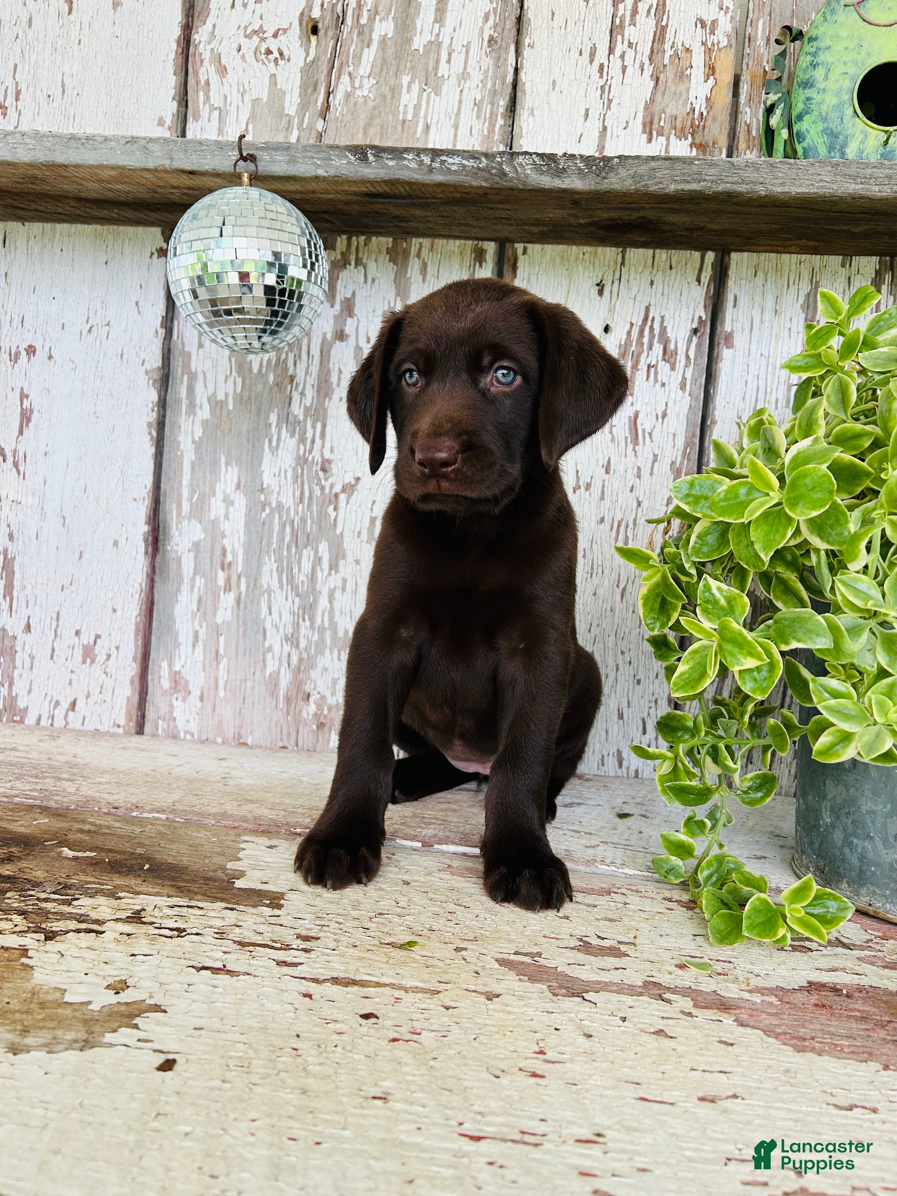 Labrador Retriever dogs Sage - Ad 2