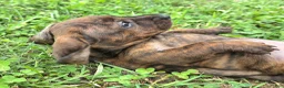 Dachshund dogs for sale: Rondi  - Ad 2