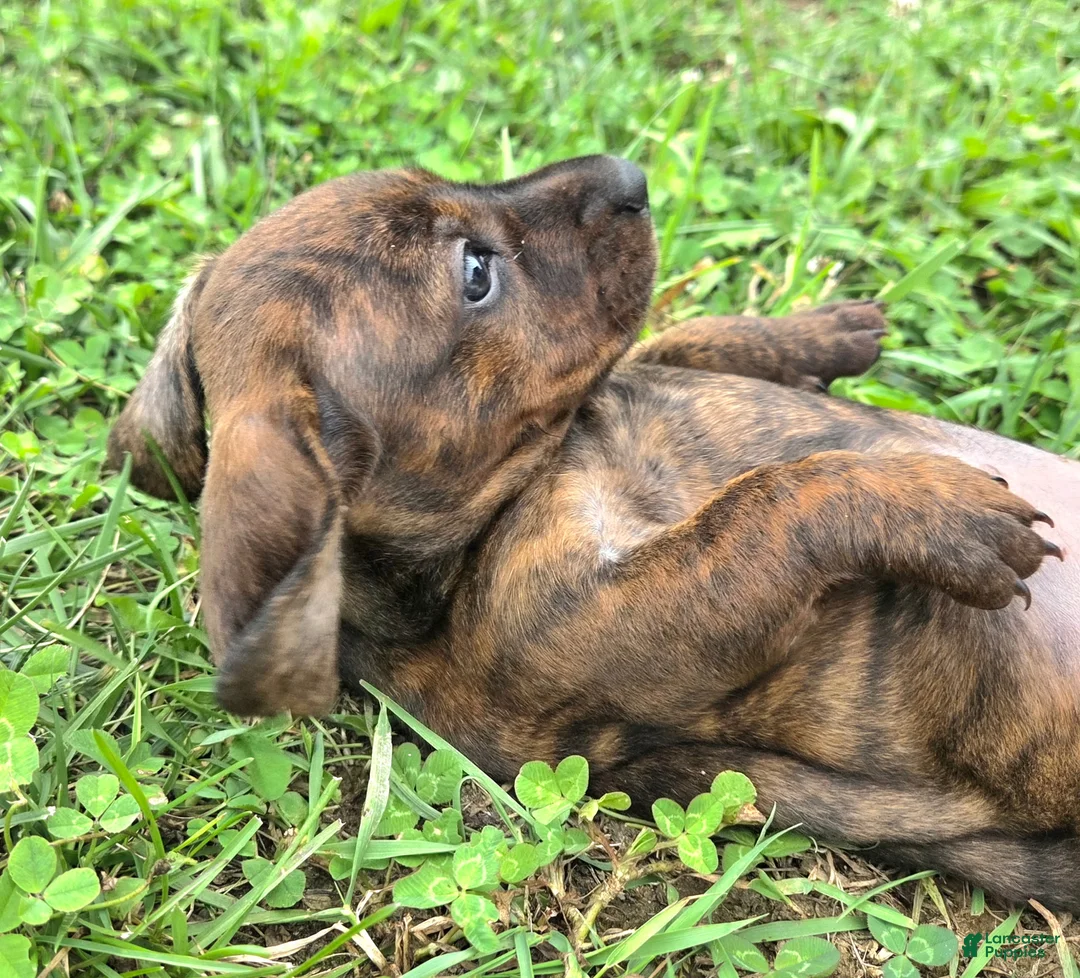 Dachshund dogs for sale: Rondi  - Ad 2