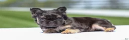 French Bulldog dogs for sale: Jade - Ad 4