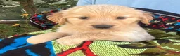 Golden Retriever dogs for sale: Kate - Ad 5