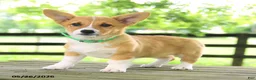 Welsh Corgi Pembroke dogs for sale: Kamala - Ad 3
