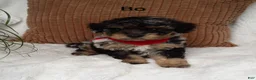 Mini Bernedoodle dogs for sale: Mini Bernedoodle 1 - Ad 4