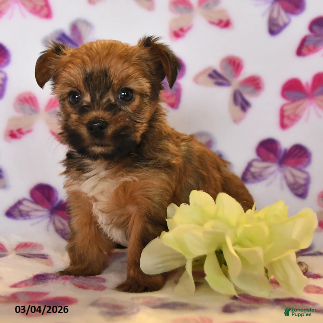 Yorkshire Terrier dogs for sale: Willow - Ad 2