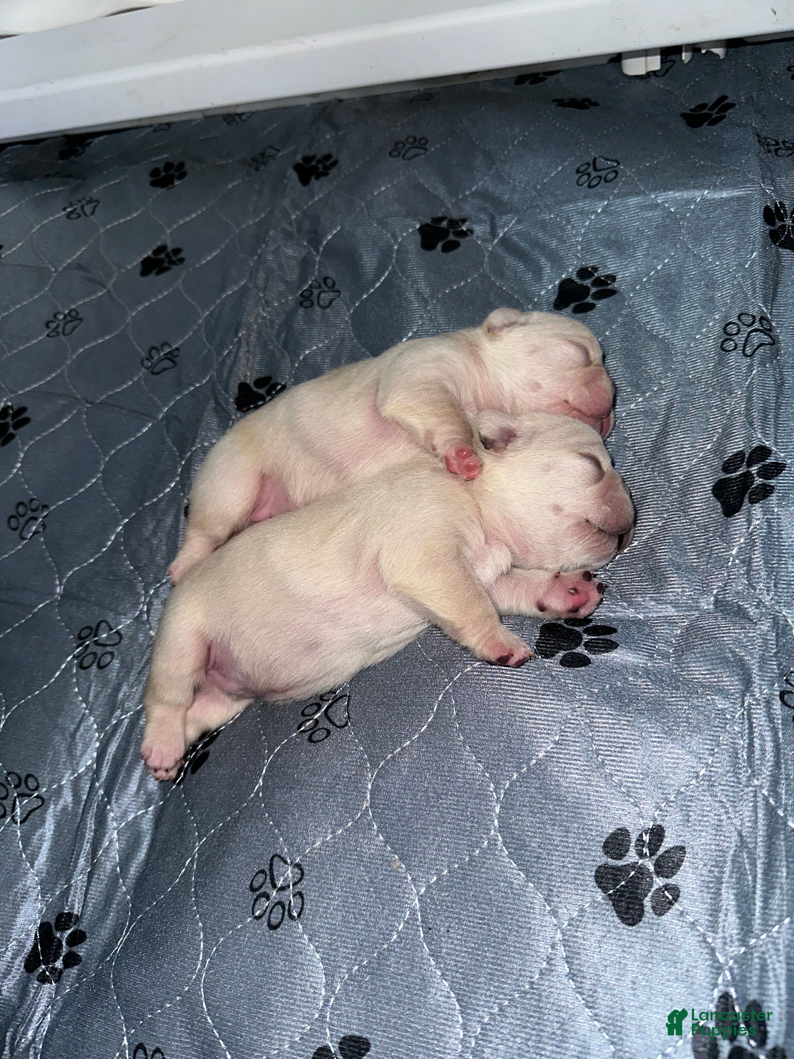 French Bulldog dogs Snow - Ad 2