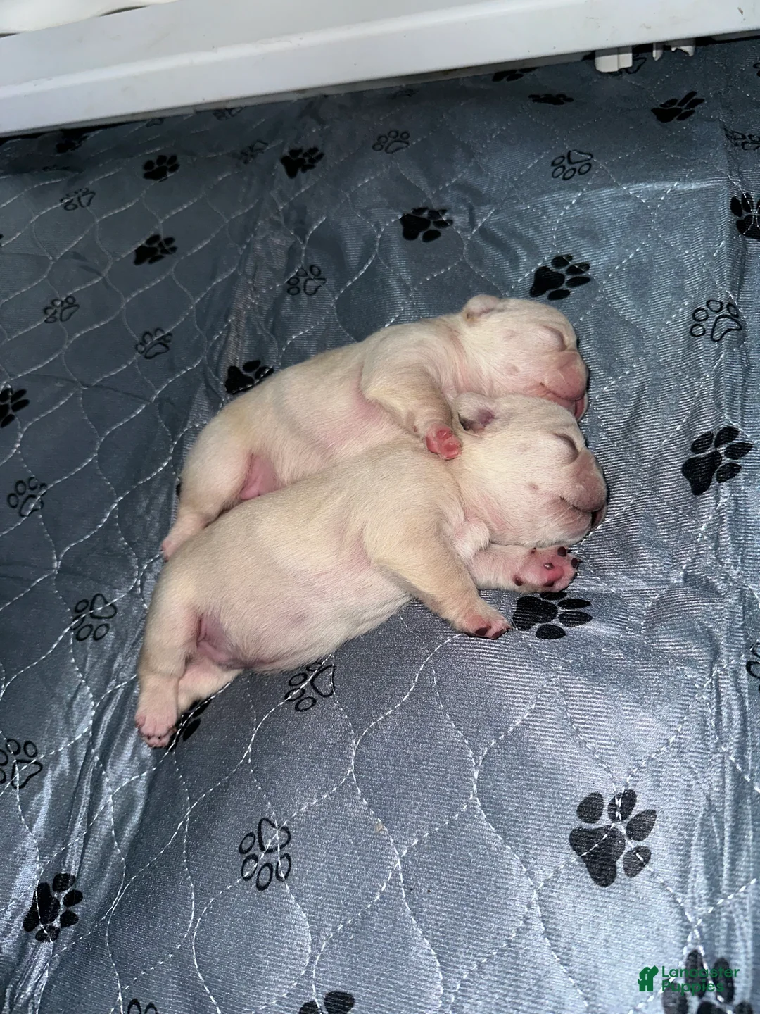 French Bulldog dogs for sale: Snow - Ad 2