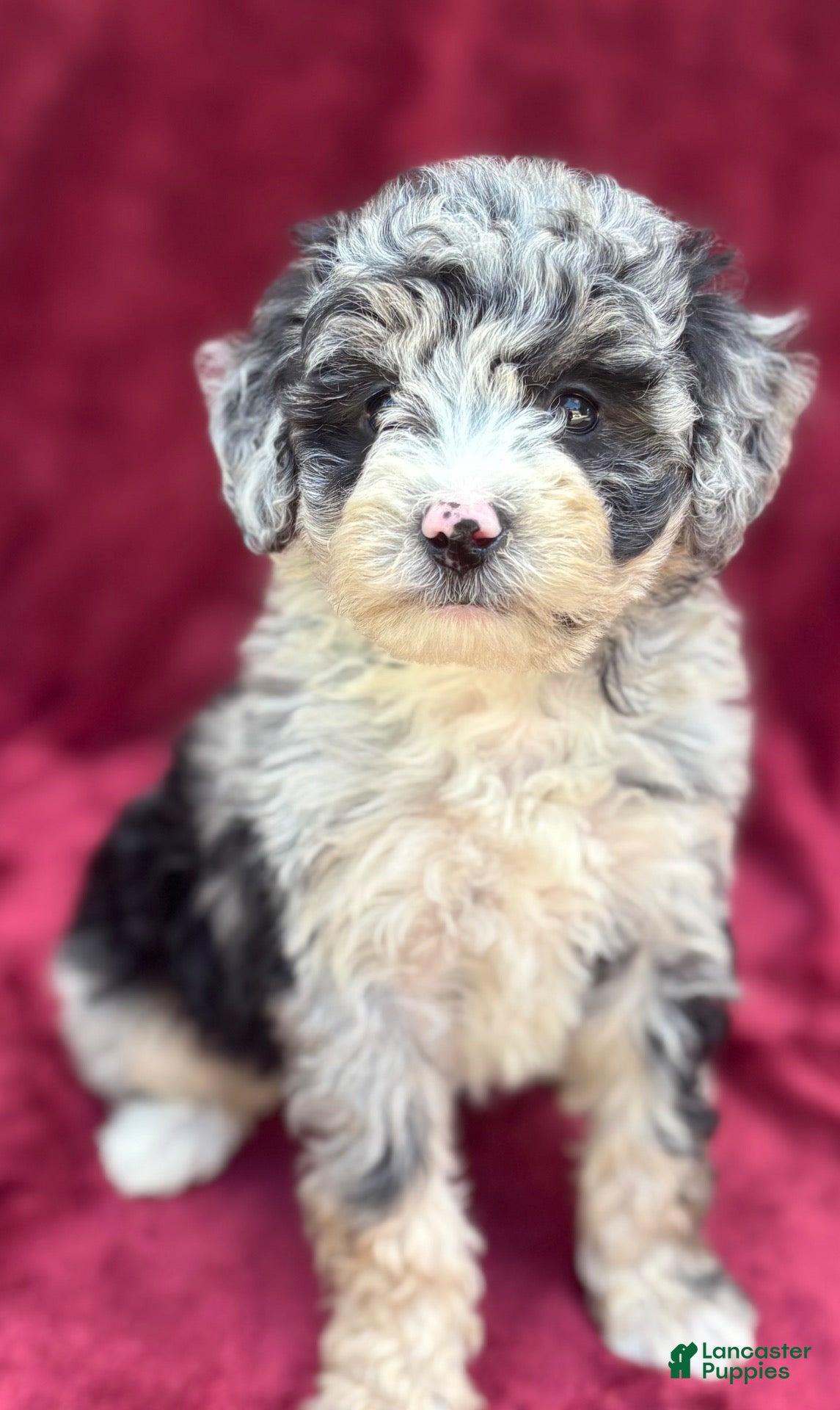 Mini Bernedoodle dogs for sale: Sailor  - Ad 1