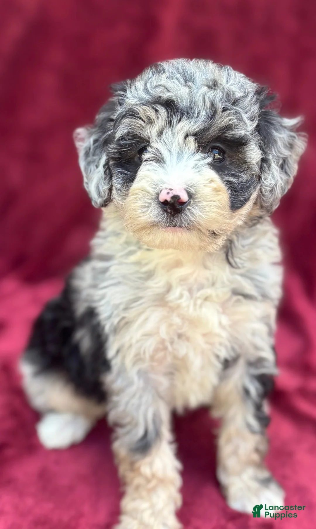 Mini Bernedoodle dogs for sale: Sailor  - Ad 1