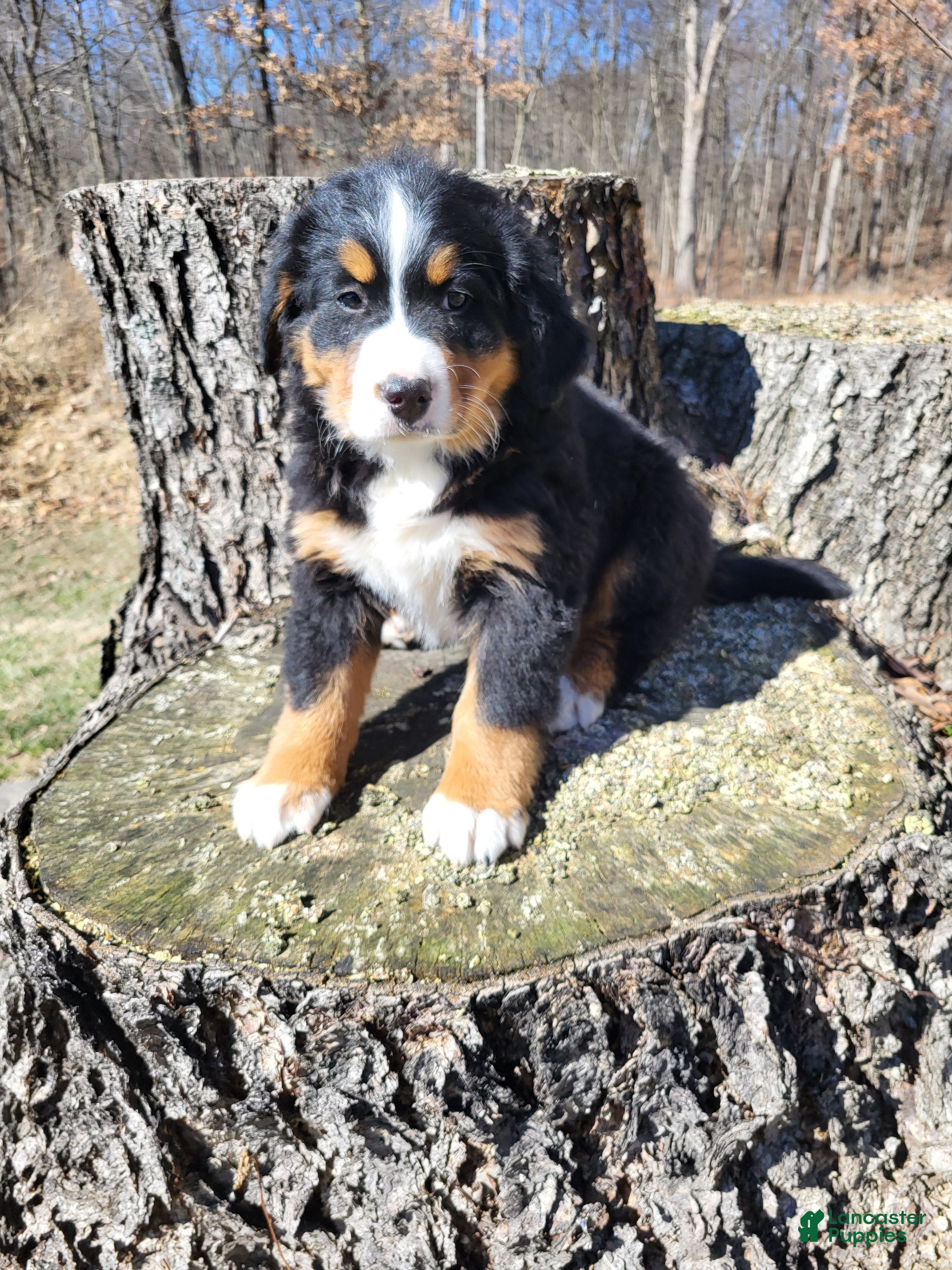 Bernese Mountain Dog dogs Chloe - Ad 1