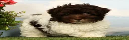 Havanese dogs for sale: Lotus - Ad 4
