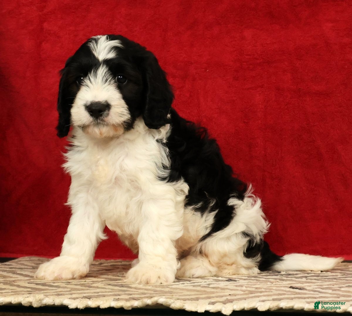 Cavapoo dogs Barney - Ad 2