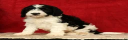 Cavapoo dogs for sale: Barney - Ad 2