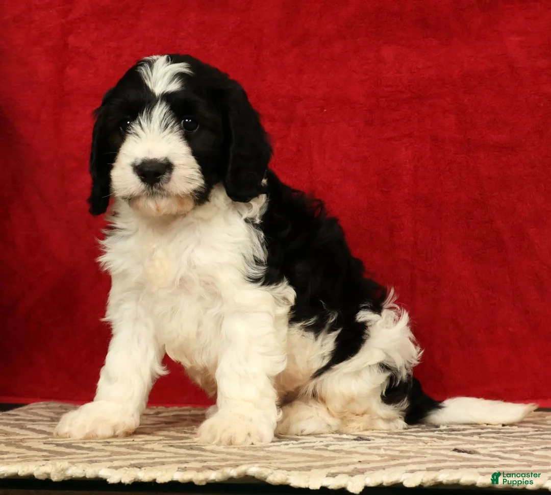 Cavapoo dogs for sale: Barney - Ad 2