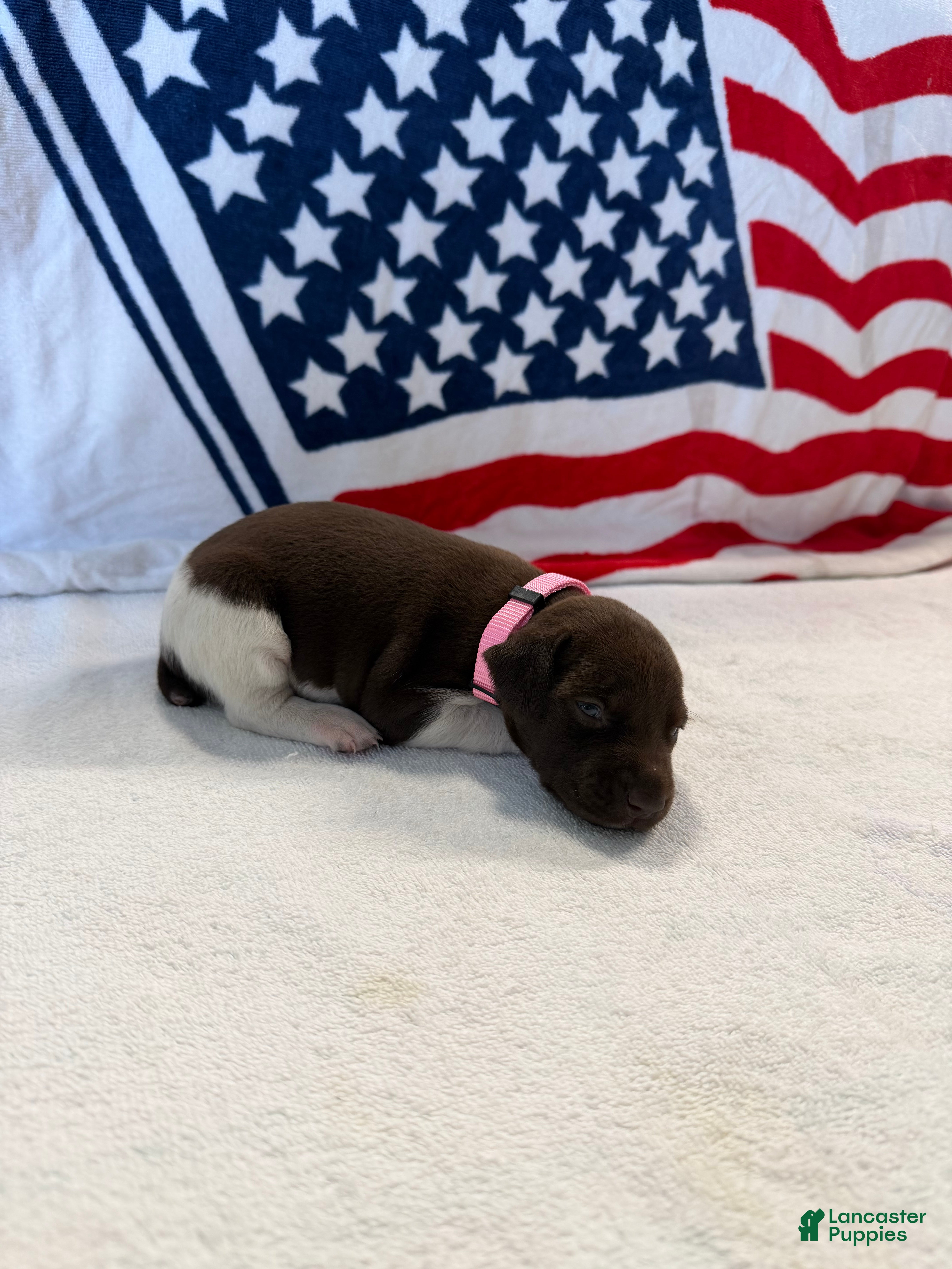 German Shorthaired Pointer dogs German Shorthaired Pointer 6 - Ad 30