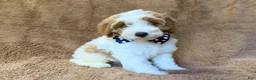 Cavapoo dogs for sale: Shadow - Ad 2