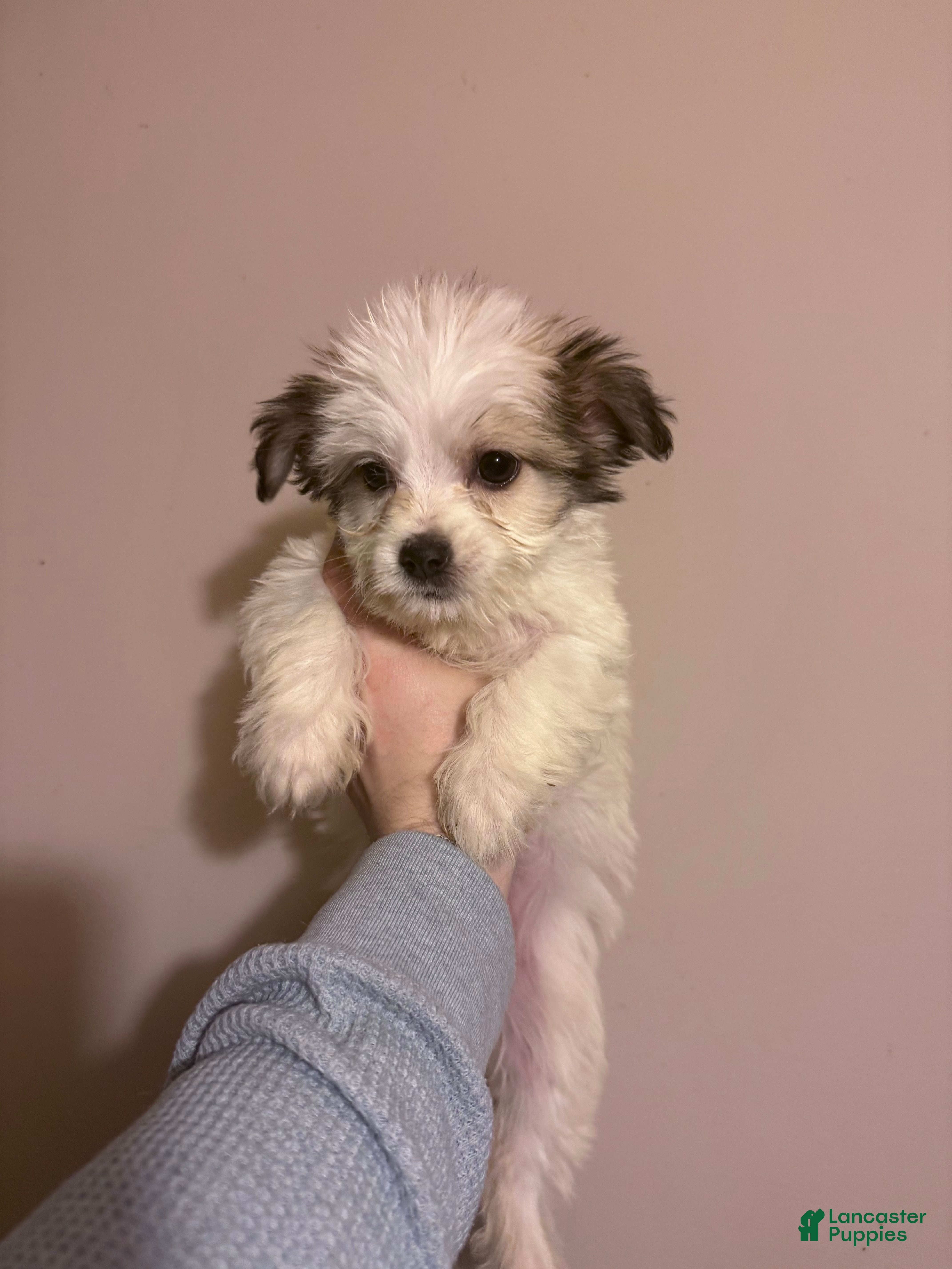 Mixed Breed dogs Mixed Breed Puppy 2 - Ad 35