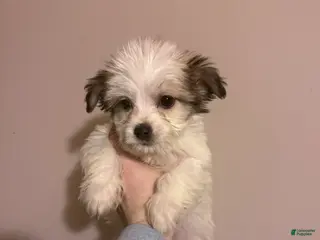 Mixed Breed dogs for sale: Mixed Breed Puppy 2 - Ad 1